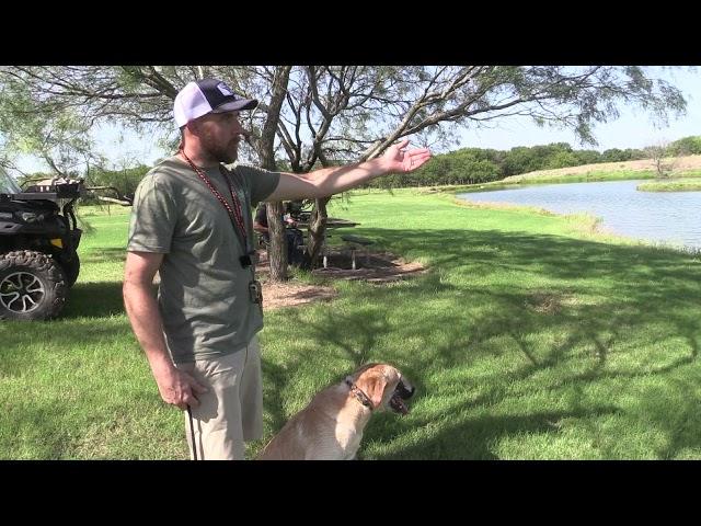 Tips to keep your dog from breaking when shooting