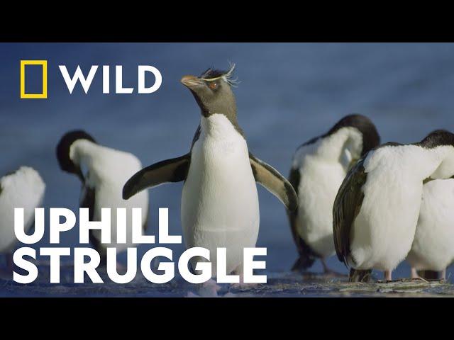 The Rockhopper Penguins Way Of Life | Incredible Animal Journeys | National Geographic  WILD UK