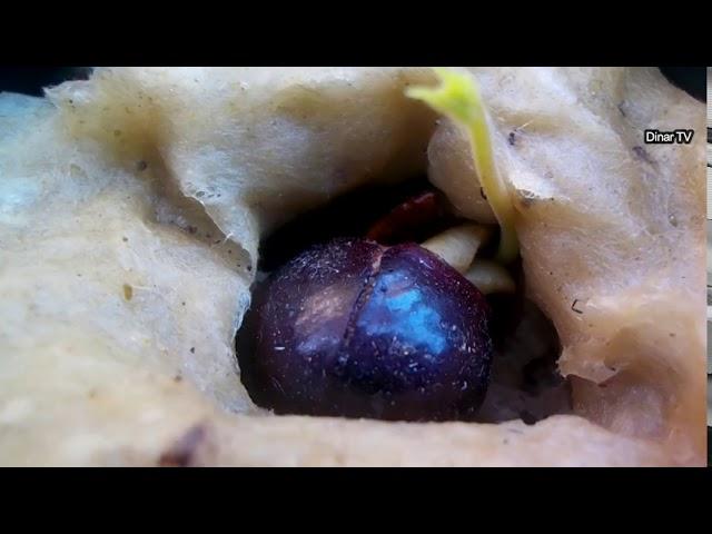 how to grow longan fruit from seed to bear fruit quickly