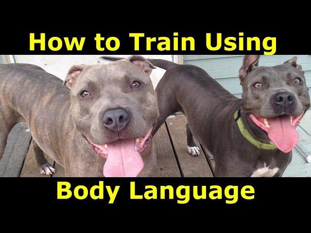 2 Simple Dog Training Body Language Techniques