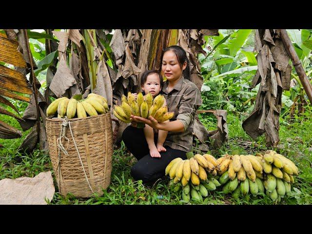 Harvesting Banana Gardens Go To The Market sell - Prepare Dishes From Banana | Lý Phúc An