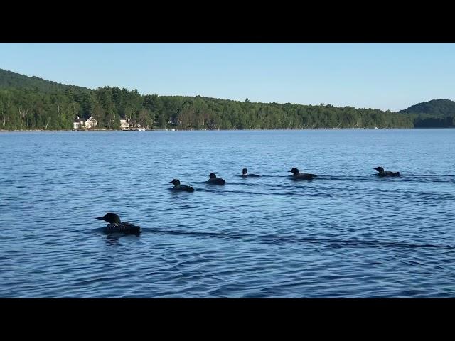 Loons on Lake Tarleton