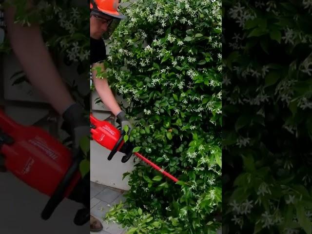 #satisfying #tidy of Jasmine hedge, #yardwork with #milwaukeetools