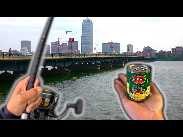 NON-STOP action with this EASY fishing rig...Urban Fishing in the City