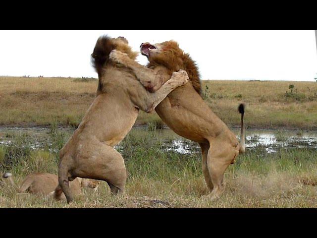 Wildlife: Two Lions Fight to See Who's King!