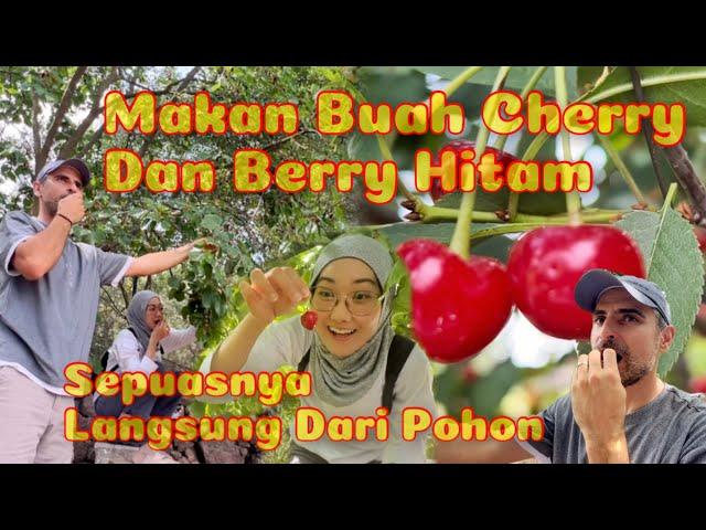 Panen teh herbal musim dingin sambil makan buah sepuasnya dari pohon