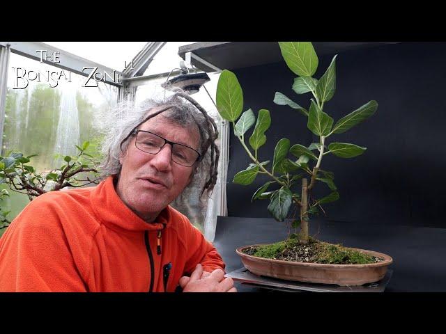 Pruning My Ficus benghalensis and Scarring My Jades, The Bonsai Zone, May 2024