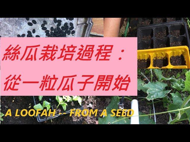 絲瓜栽培過程: --怎樣育種? 怎樣讓丝瓜猛結瓜？Loofahs from a seed