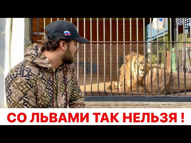 Ленинградский ЗООПАРК, достояние России. Львы заслуживают большего!!! Обращение к ГУБЕРНАТОРУ.