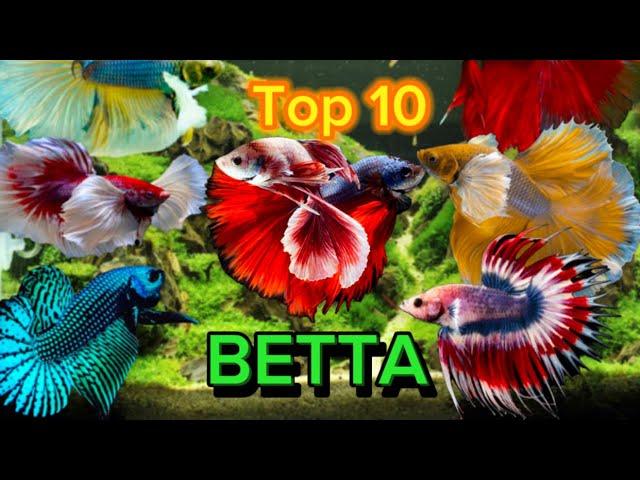 Top 10  dòng cá betta đẹp nhất thế giới Top 10 most beautiful betta fish lines in the world