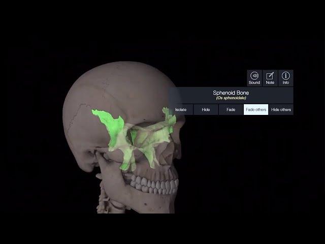 How to learn anatomy at medical school
