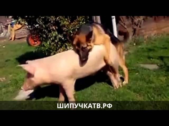 Овчарка долбит свинью - краско.com