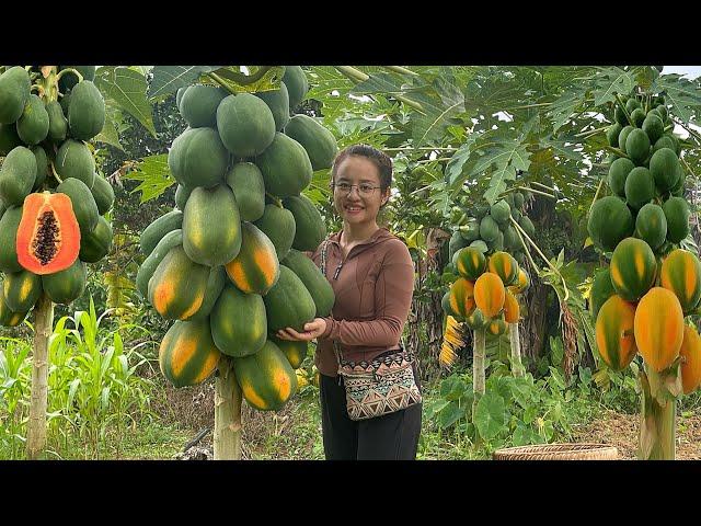 Harvesting papaya fruit gardens to sell at the market, garden & cook