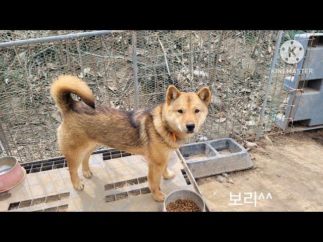 영상끝까지 본분께 행운이(무료분양)^^Korean Jindo Dog .