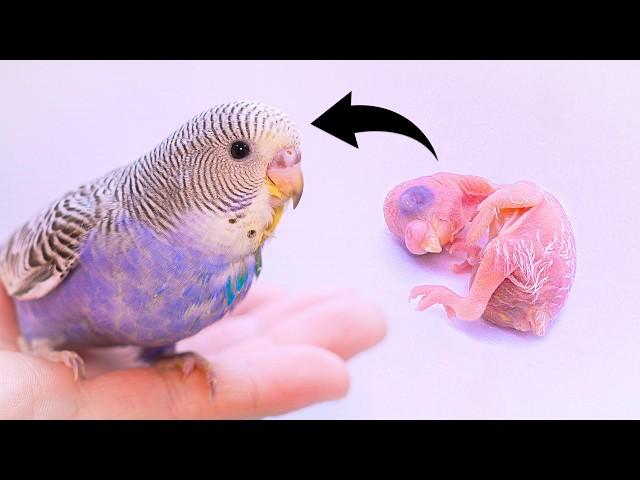 100 days of Hand Feeding Baby Budgie