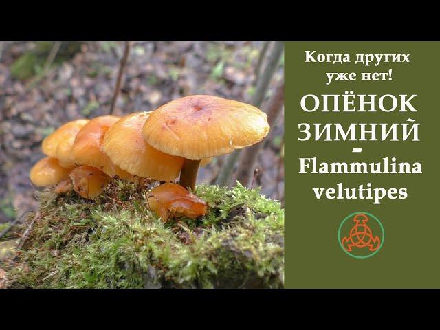 Когда других уже нет! ОПЁНОК ЗИМНИЙ - Flammulina velutipes.