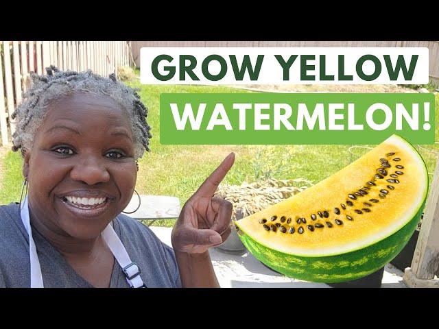 How To Grow Yellow Watermelons - Discover How to Grow This Amazing Fruit!