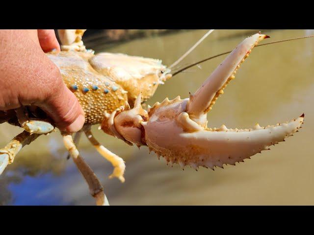 I Caught A Leucistic (white) Crayfish