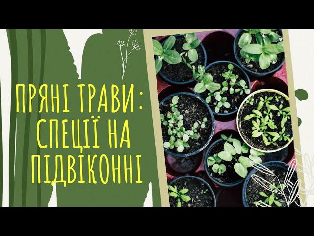 ПРЯНІ трави: СПЕЦЇ на ПІДВІКОННІ  14 пряних ТРАВ, які можна виростити ВДОМА  