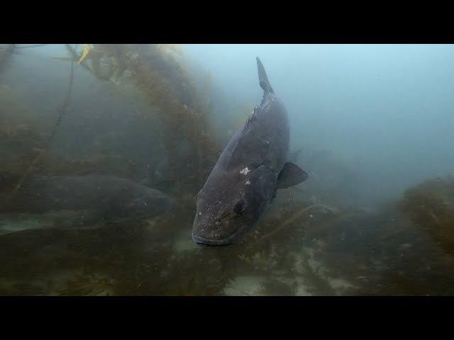 Giant Sea Bass at Jolla Cove