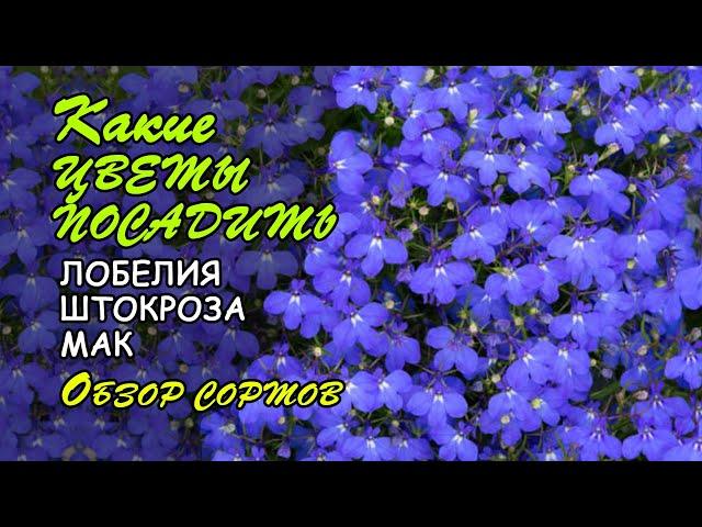 Какие цветы посадить в 2022 году? Обзор сортов лобелии, бегонии, шток-розы и др.