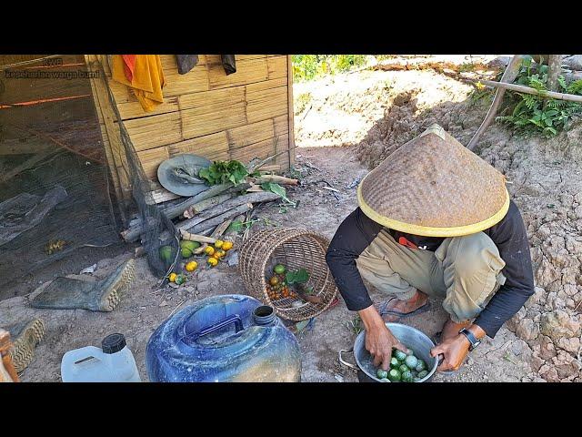 Petik Sayuran Di Ladang, Masak Sambel Loncang, Rebus Daun Lumay