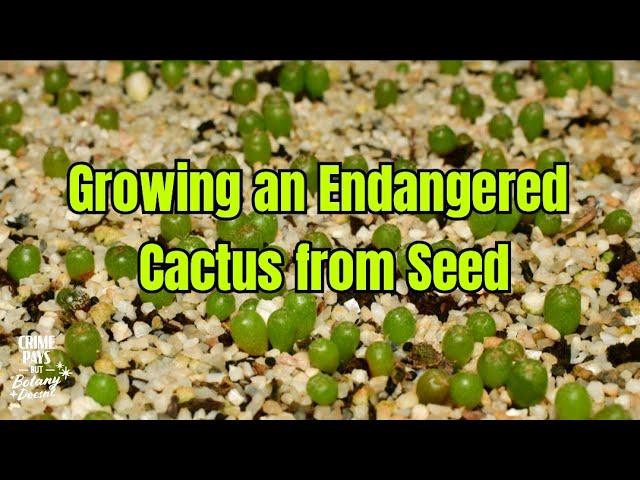 How to Grow Cacti from Seed