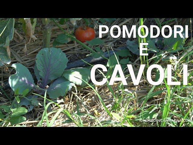 Little space in the GARDEN? I transplanted the cabbages under the tomatoes!