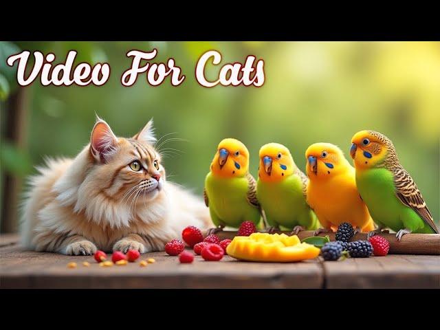 Cat TV for Cats to Watch Birds and SquirrelsPerfect Video for Indoor Cats Episode 20 | 3H of Videos