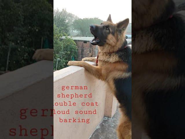 German shepherd double coat  barking loud sound