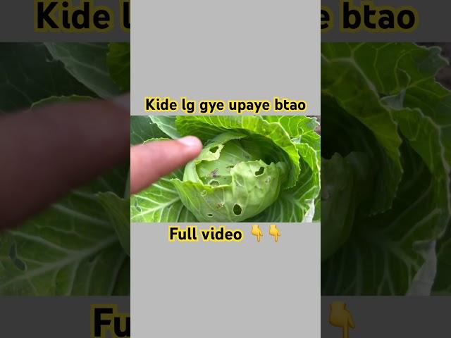 Patta gobhi #pattagobi #cabbage #harisabji #kitchengarden #villagelife #short #subscribe