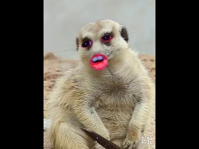 Пьяный суслик вылевает душу