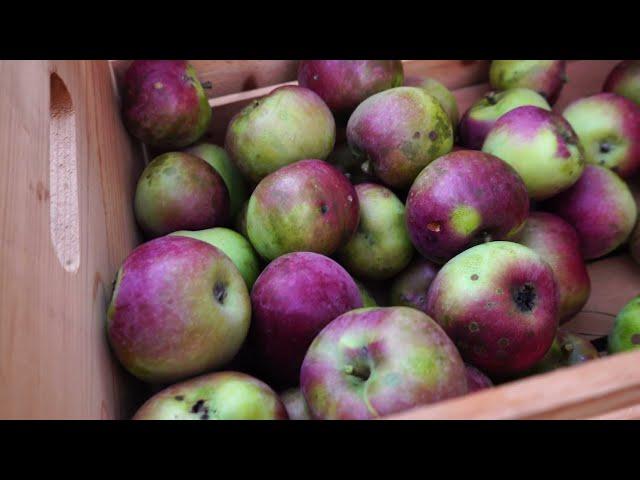 Apple Trees and Meat Rabbits: A Powerful Combination