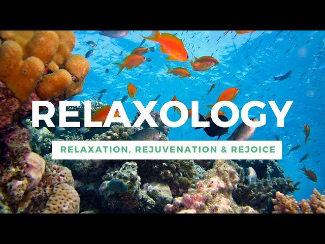 Soothing Music Video For Relaxation And Stress Release | Relaxing Sleep Music | Relaxology