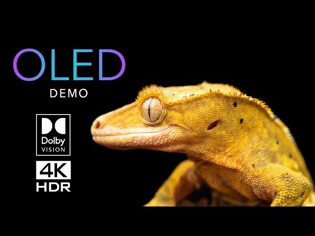 The Ultimate OLED Showdown: 4K HDR Dolby Vision Tested