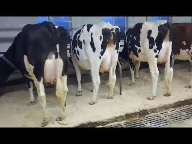 Dairy herd that uses Animal Analysis or aAa