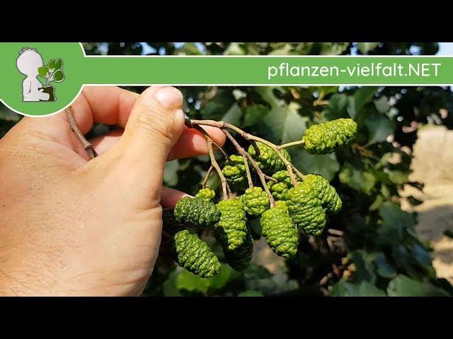 Schwarz-Erle - (unreife) Früchte - 17.08.18 (Alnus glutinosa) - Baum (Früchte) Bestimmung