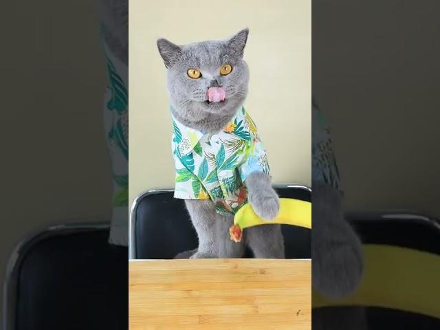 Never Guess What Oscar Will Do! | Funny Cat TikTok Challenge  #funnycat #catsoftiktok  #shorts