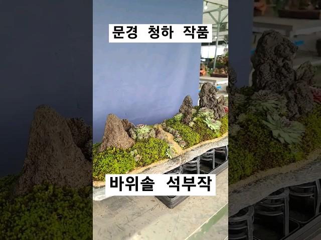 문경 청하 작품 바위솔 석부작 수강작 #바위솔 #용설