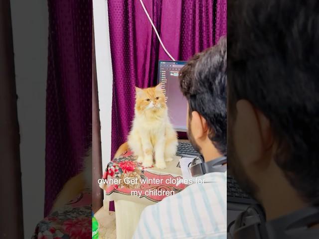 Billu ki acting#catcomedy #viralcat #catvideo #sajidcat #catlover #cat #billucat #funny