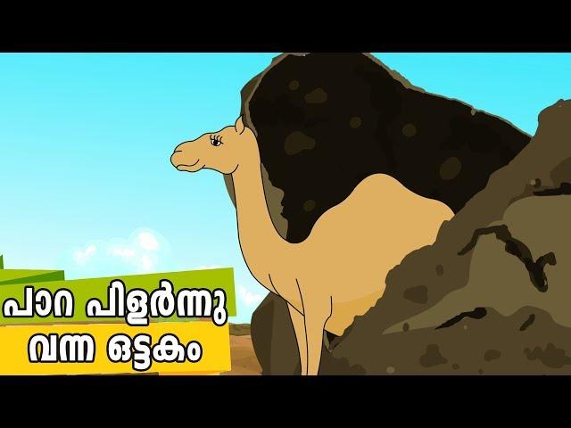 പാറ പിളർന്നു വന്ന ഒട്ടകം Quran Stories Malayalam | Prophet Stories Malayalam | Use of education