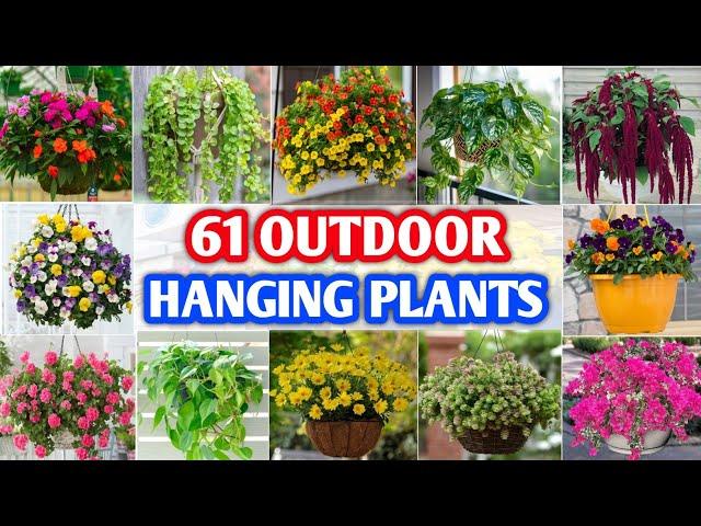 61 Best Outdoor Hanging Plants | Outdoor Hanging Basket Plants | Plant and Planting