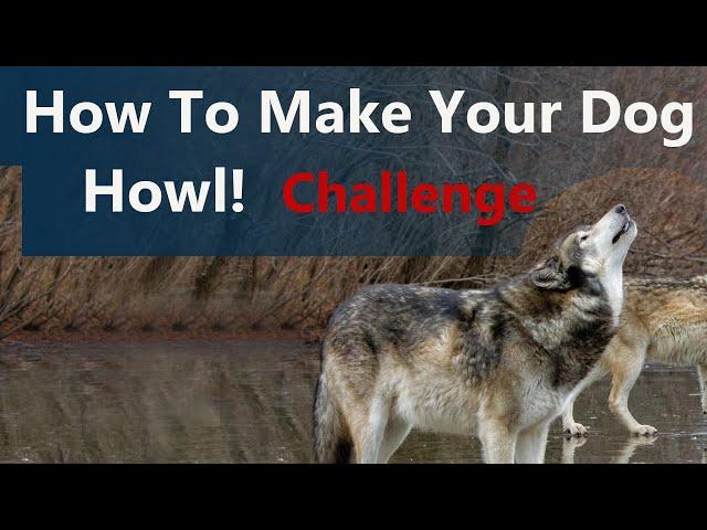 Dog Howl Test   Sounds Guaranteed To Make Your Dog Howl