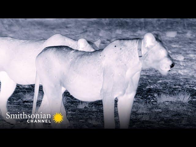 This Lioness Wants to Steal a Crocodile’s Lunch  Big Cat Country | Smithsonian Channel