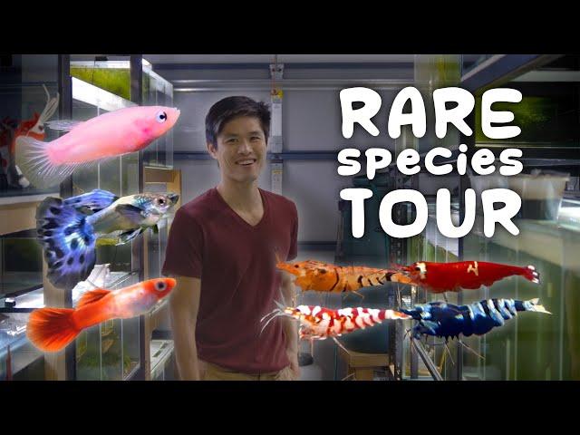 The Ultimate Shrimp and Guppy Breeder | In Depth Tour