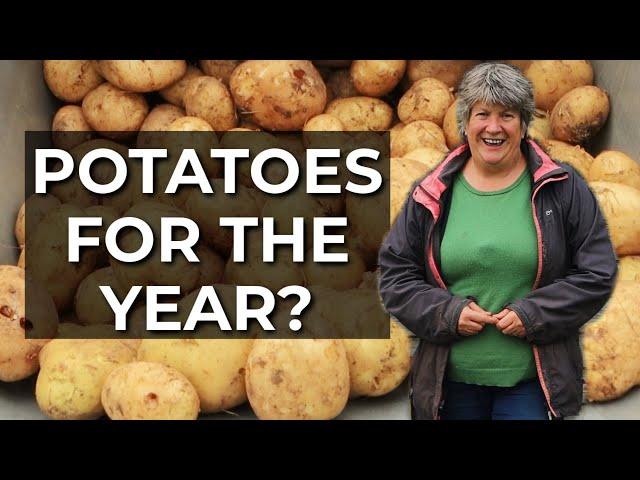 NEVER Dig Potatoes Again! | No dig potato harvest RESULTS | No till potatoes (2022)