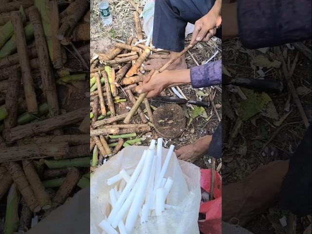 Fun Job With This Rice-- Paper Plant Herbal Medicine  #plants #asmrvideo