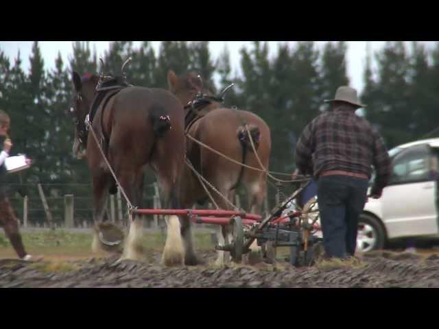 Clydesdale draft horses at work