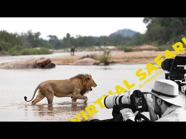 Male Lions Wade Into Crocodile Infested Water To Get To Female Lion - Virtual Safari #165