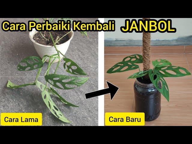 Cara Merawat Kembali Monstera Adansonii Janda Bolong Agar Kembali Bagus | Cara Perbanyak Monstera |